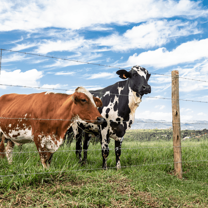 LIVESTOCK BARBED WIRE