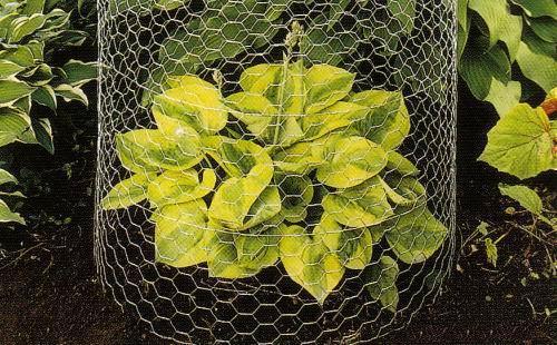 Garden hexagonal netting