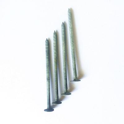 Hdg Ring Shank Nails From China Factory 